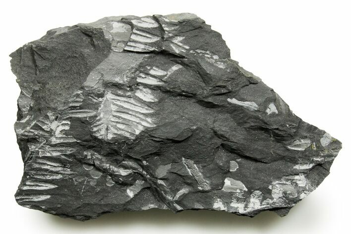 Fossil Seed Fern (Alethopteris & Pecopteris) Plate - Pennsylvania #377516